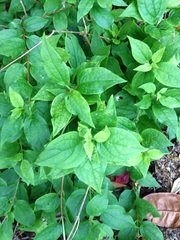 Can anyone identify this for me pls?