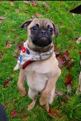 Share your dog's CV - chance to win £300! NOW CLOSED