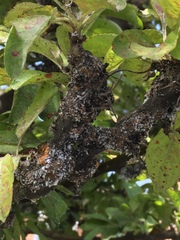 Is my tree diseased...?