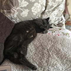 My foster cat is having kitties!
