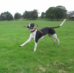 Share your dog's CV - chance to win £300! NOW CLOSED