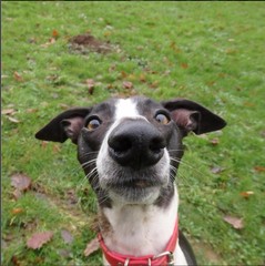 Share your dog's CV - chance to win £300! NOW CLOSED