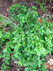 Can anyone identify this for me pls?