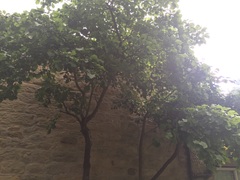 Is this an olive tree?