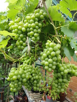 Our Girl and Captain James Addicts XXXVI