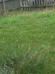 Don't know what I'm doing in the garden. Pic inc