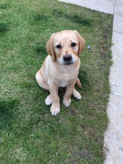 We'd like a dog. Where do we start?