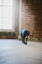 Share your dog's CV - chance to win £300! NOW CLOSED