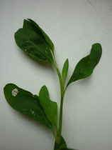 more plants to ID