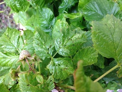 Allotment/Veg Patch Thread 6 -  Weed 'em and Reap!
