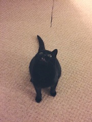 Laser thingies for cats - is this normal?