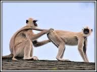 To be sick of DP's poo crumbs?