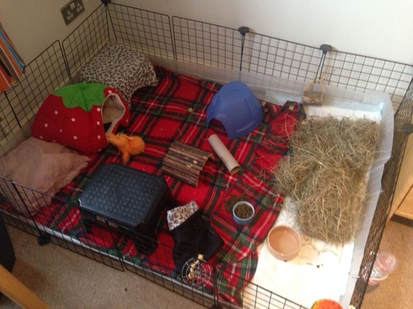 We're getting 2 pigs on Thursday :-)))))