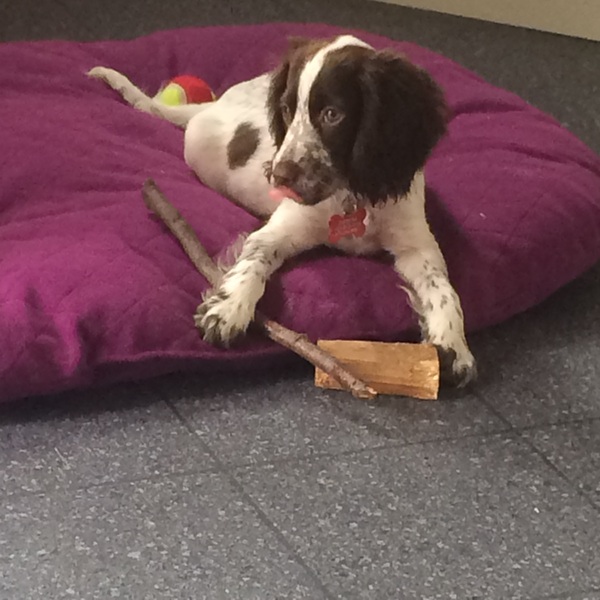 Should I have my dog DNA tested