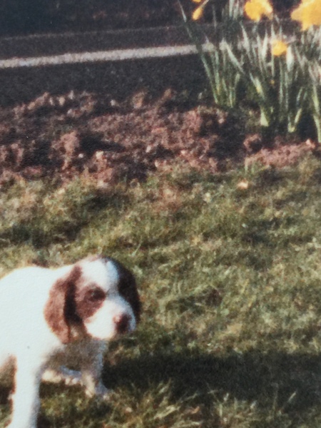Should I have my dog DNA tested