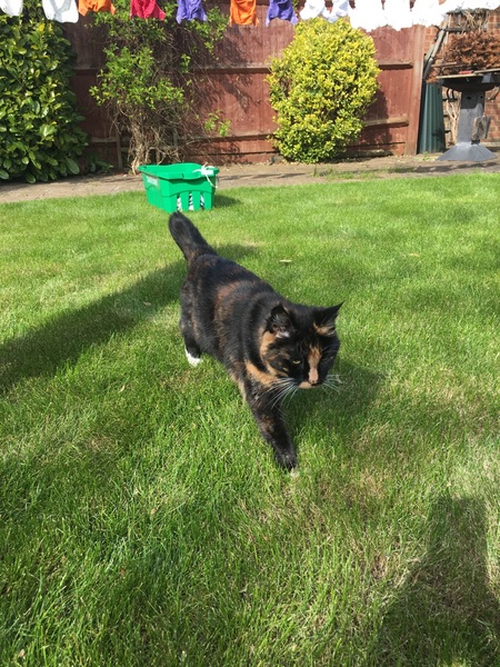 Is it true tortoiseshell cats can be mean