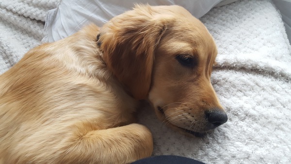 Devastated: golden retriever pup has a year to live at most