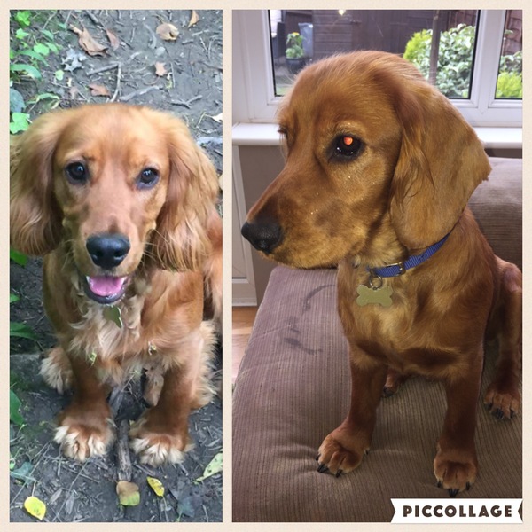 How do you have your spaniel groomed?