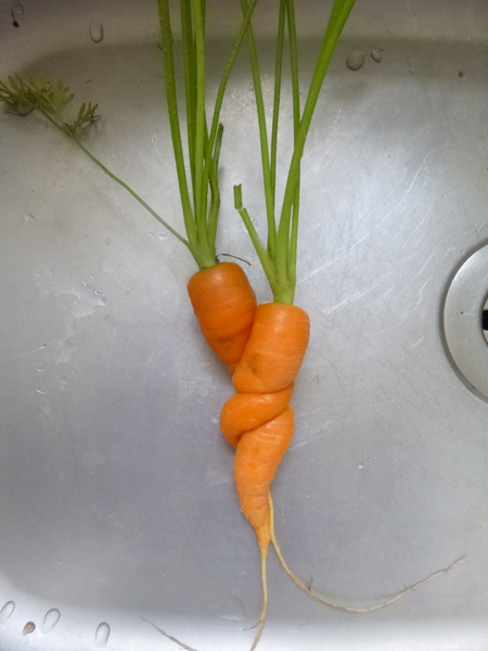 Allotment/Veg Patch Thread 6 -  Weed 'em and Reap!