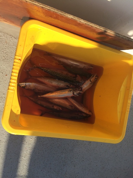 Brave Babes Battle Bus - Holding our heads up like thistles