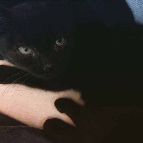 Meet the new kitten!