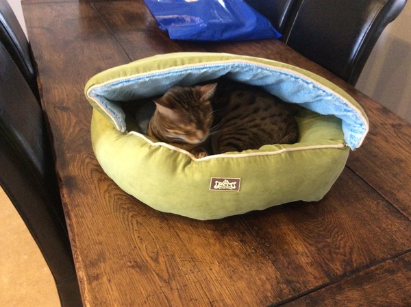 Cat bed: how do I get her to use it?