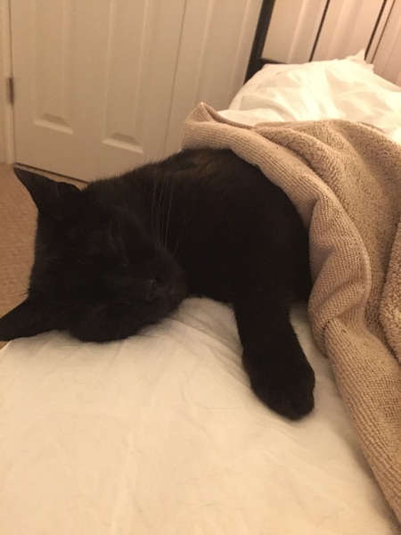 Cat bed: how do I get her to use it?