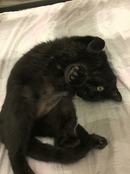 Toe floofs