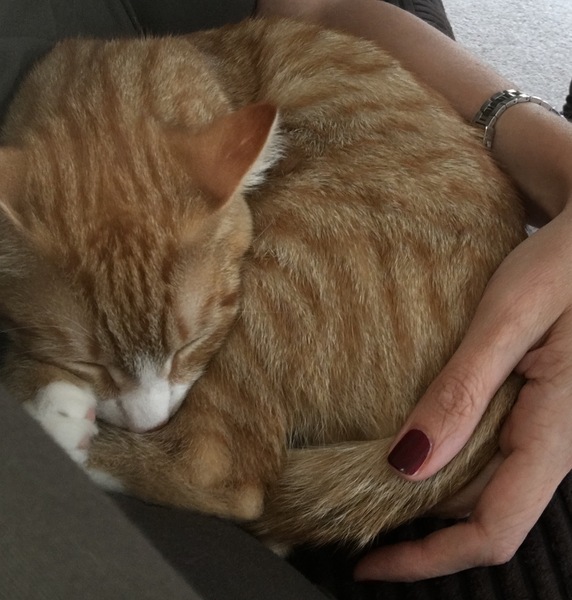 7 month old cat missing