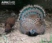 AIBU to want a peacock?