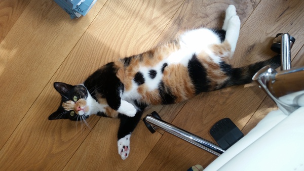 Is it true tortoiseshell cats can be mean