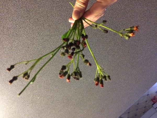 What lawn weed is this and how do I get rid of it?