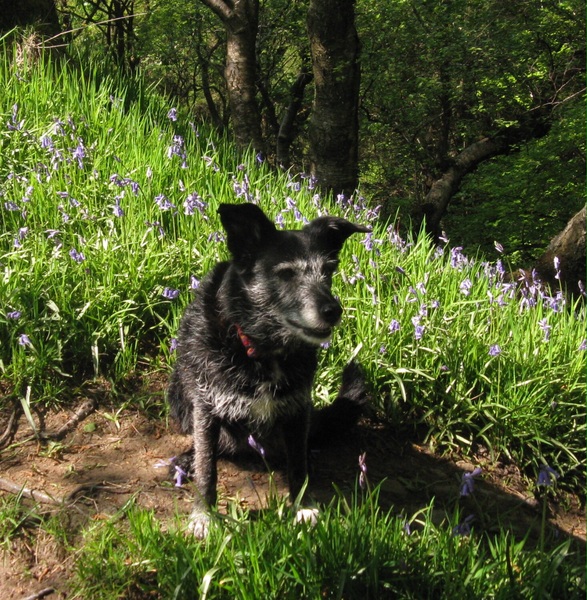 my darling is on her last lap - I need a bit of support