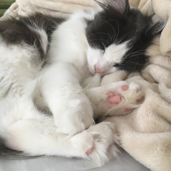 Toe floofs