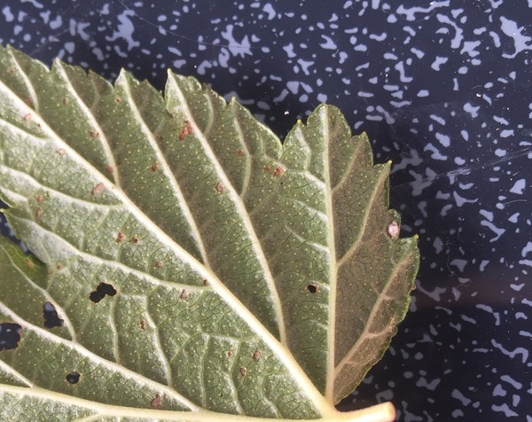 Help! What has attacked my blackcurrant bush?