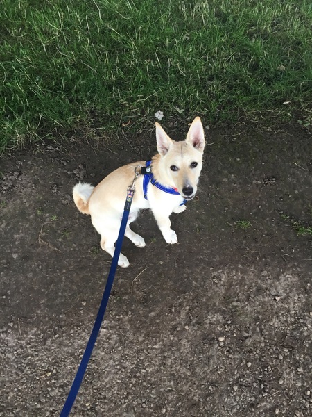 More rescue pup help please - nipping dd?