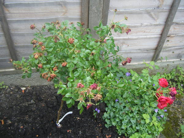 These roses aren't growing on me
