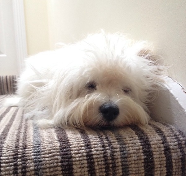 Can anyone recommend a breed?