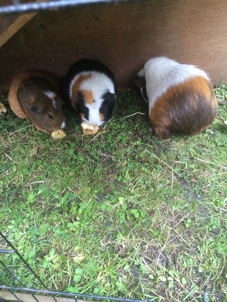 Think my piggies are getting fat