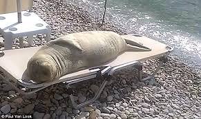 Towels on sunloungers- scourge of the holiday