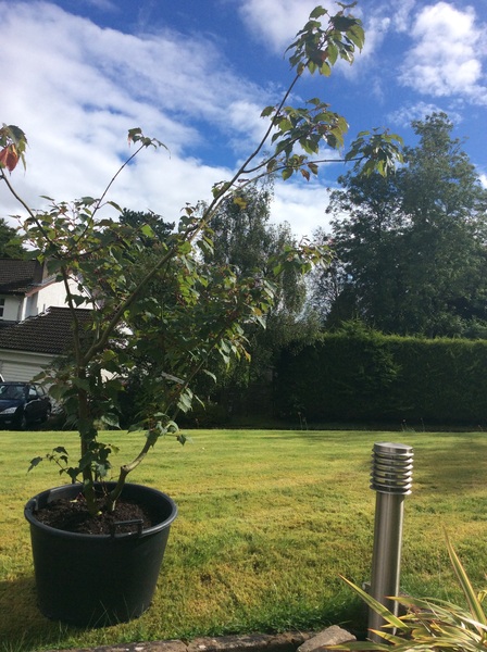 Your favourite trees for the garden?