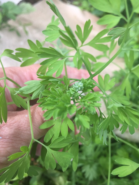 Weed ID