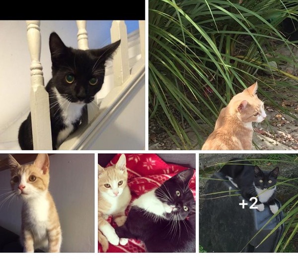 Missing kittens, Truro