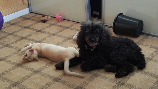 Can anyone recommend a breed?