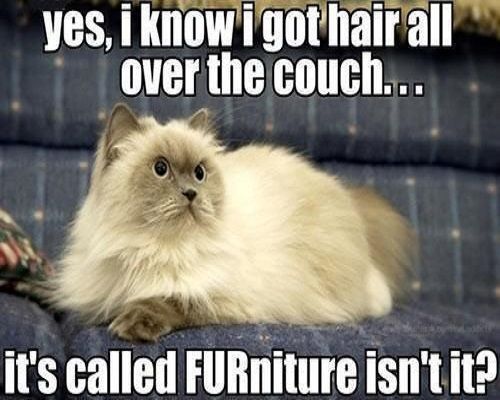 Cat Hair