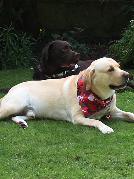 Pros and cons of a second dog?