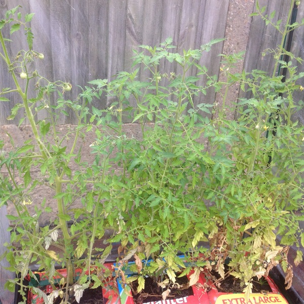 Help a novice grower - tomato plants not watered for 5 days - any hope of rescuing them?