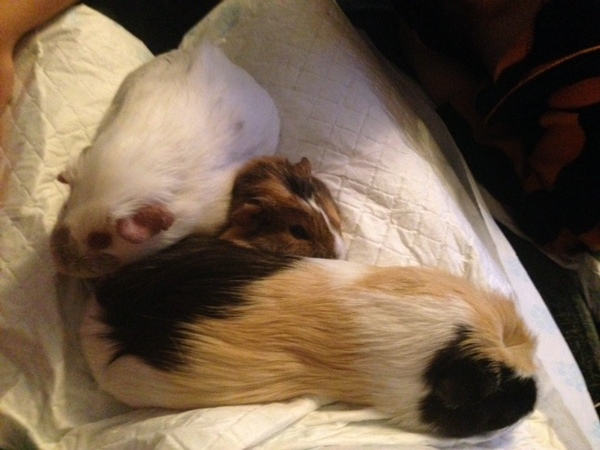 We're getting 2 pigs on Thursday :-)))))