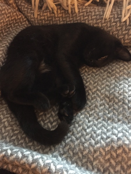 We picked up our kitten today!