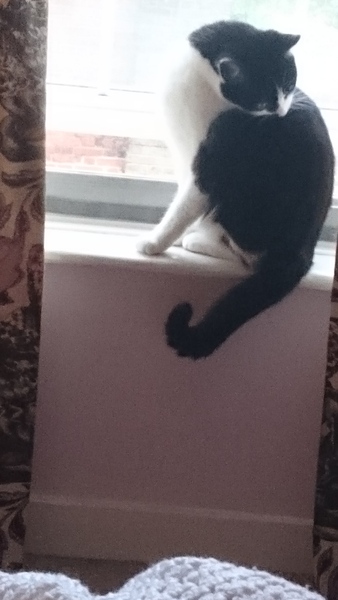 A game of CatSpot anyone?